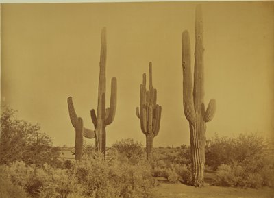 [Kaktus, Arizona - Cereus Giganteus]. af Carleton Watkins