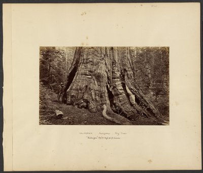 [Californien - Mariposa Big Trees, "Washington" 270 fod høj, 92 fod i omkreds]. af Carleton Watkins