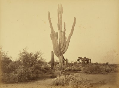  af Carleton Watkins