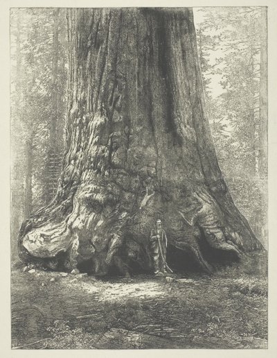 Kopi af Carleton Watkins