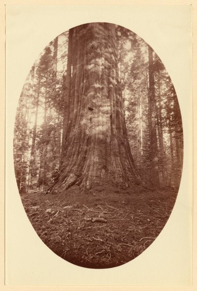 [Empire State Calaveras Grove] af Carleton Watkins