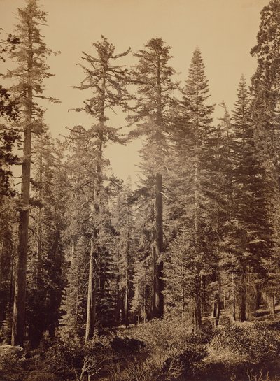 [Skovscene] / [Sukkertoppe] af Carleton Watkins