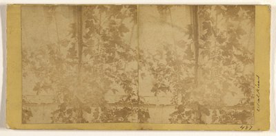 [Vinranker] af Carleton Watkins