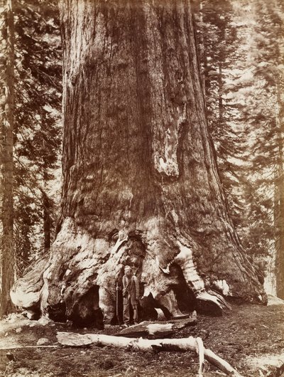 Grizzly Giant Diameter 33 Ft. Mariposa Grove af Carleton Watkins