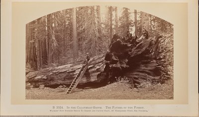 I Calaveras-lunden. Skovens fader af Carleton Watkins