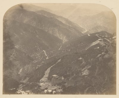 [Josephine og Pine Tree] af Carleton Watkins