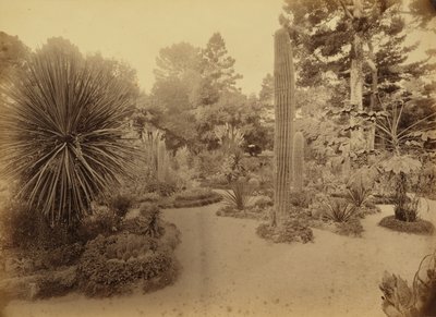 [Monterey, Californien. Arizona Garden, Hotel Del Monte]. af Carleton Watkins