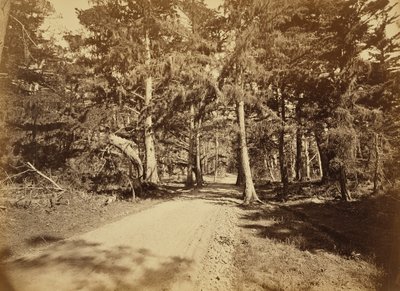 [Monterey, Californien. Moss Avenue, 18 Mile Drive]. af Carleton Watkins