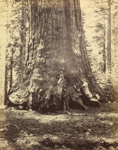[Sektion af Grizzly Giant] af Carleton Watkins
