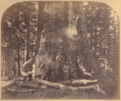 Afsnit af Grizzly Giant, 33 fødder i diameter, Mariposa Grove, Yosemite, nr. 111 af Carleton Watkins