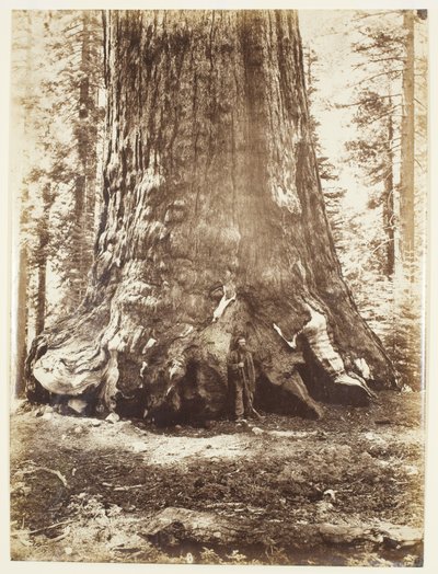Sektion af Grizzly Giant med Galen Clark, Mariposa Grove, Yosemite af Carleton Watkins
