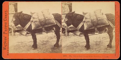 Farallonøernes ældste indbygger af Carleton Watkins