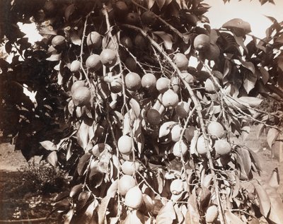 Uden titel [frugt på træ] af Carleton Watkins