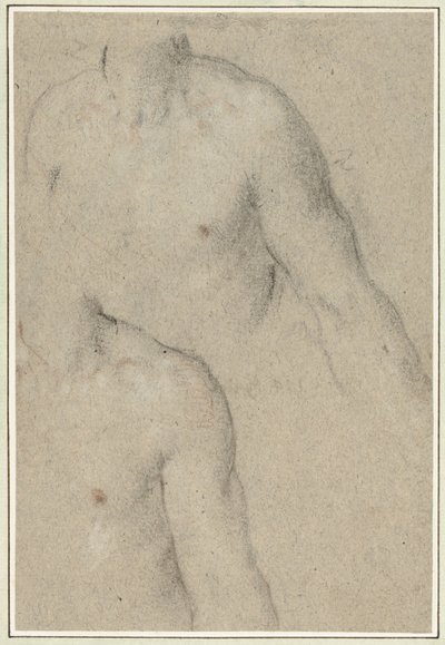 To undersøgelser af en ung mands torso af Carlo Caliari