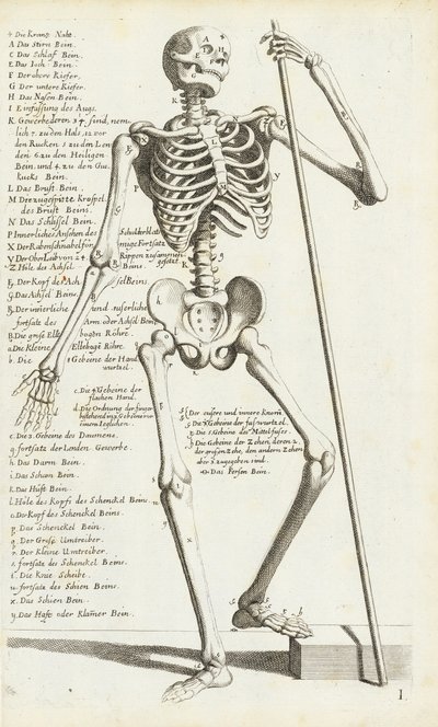 Anatomisk undersøgelse af det menneskelige skelet af Carlo Cesi af Carlo Cesi