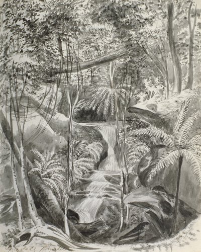 Junglestudie, 1800-tallet af Caroline Louisa Meredith