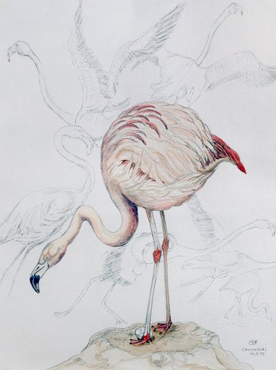 Flamingo (blyant og wc på papir) af Carolyn Hubbard Ford