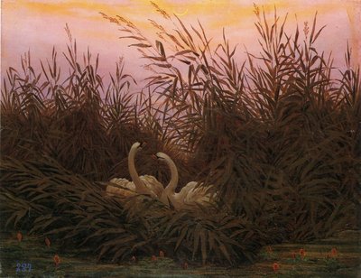 Tysk: Schwäne im Schilf beim ersten Morgenrot Svaner i sivene ved det første daggry af Caspar David Friedrich