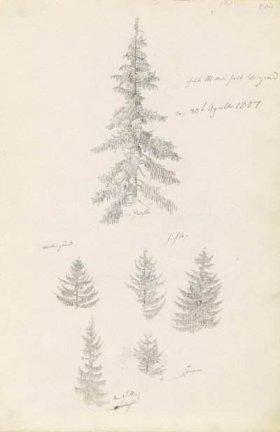 Seks studier af gran og fyrretræer af Caspar David Friedrich