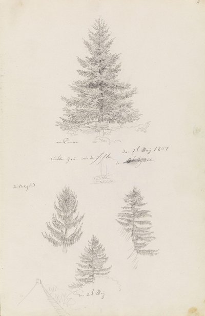Gran og tre undersøgelser af gran af Caspar David Friedrich