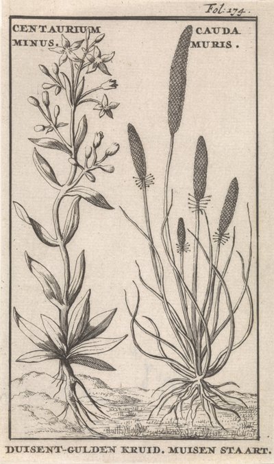 Centaury og musehale Centaurium minus. Cauda MurisDuisent-Gylden Urt. Musehale (titel på objekt) af Caspar Luyken