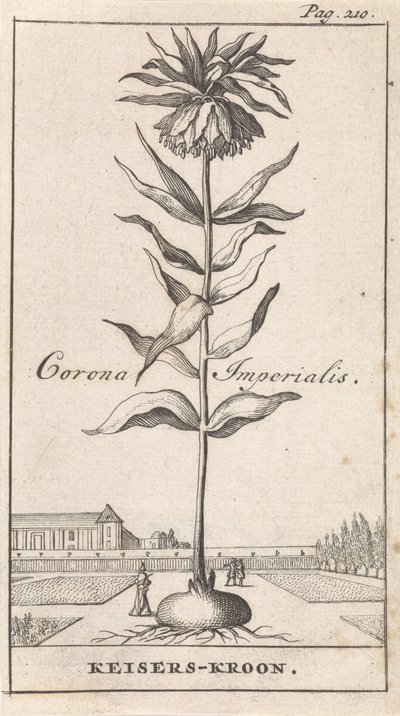Kejserlig krone Corona Imperialis / Imperial Crown (titel på objektet) af Caspar Luyken