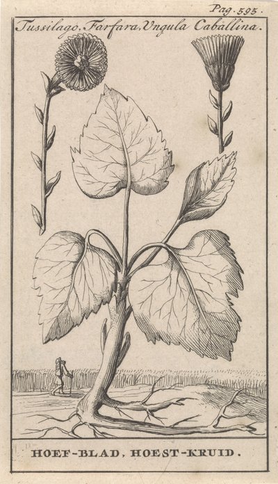 Følfod med hosteurt Tussilago, Farfara, Ungula Caballina / Klovblad, Hosteurt (titel på objekt) af Caspar Luyken
