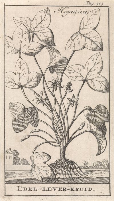 leverurt Hepetica / Noble-Liver-Herb (titel på objekt) af Caspar Luyken