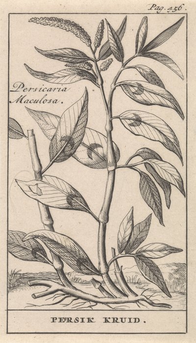 fersken krydderi Persicaria Maculosa / Persik Herb (titel på objekt) af Caspar Luyken