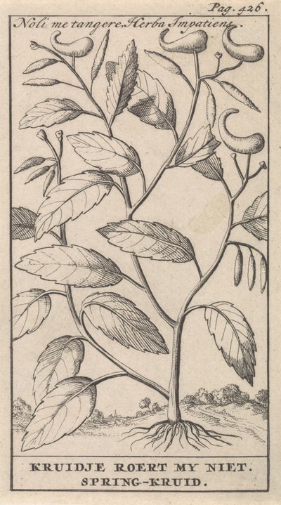 forårsurt Noli me tangere, Herba Impatiens / Kruidje rører mig ikke. Forårsurt (titel på objekt) af Caspar Luyken