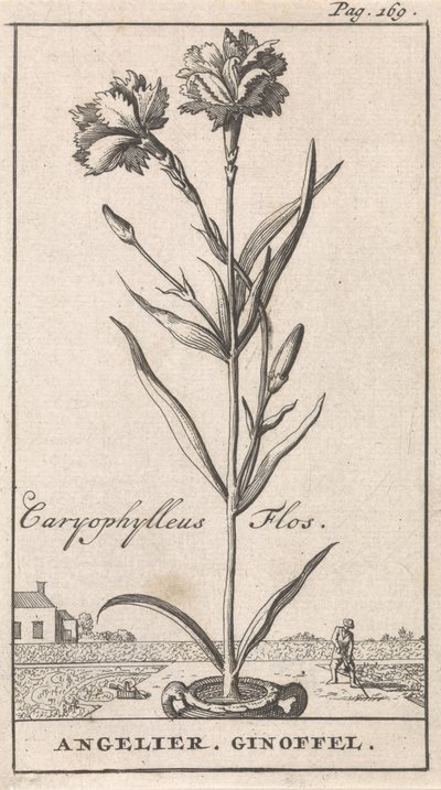 Titelside og otte tryk med blomster Anjelier Caryophylleus Flos / Angelier. Ginoffel (titel på objekt) af Caspar Luyken