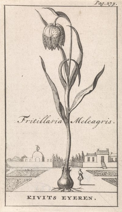 Titelside og otte tryk med blomster Kievitsbloem Fritillaria Meleagris / Kivits Eyeren (titel på objekt) af Caspar Luyken