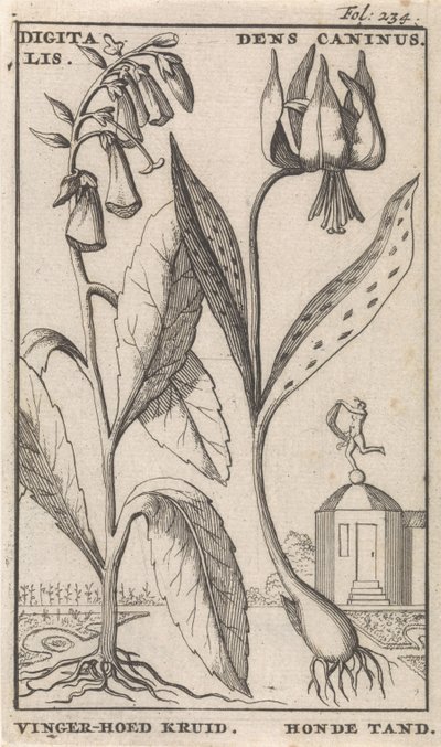 Titelside og otte tryk med blomster Rævehandske og hundetand digitalis. Dens Caninus / Fingerhat Urt. Hundetand (titel på objekt) af Caspar Luyken