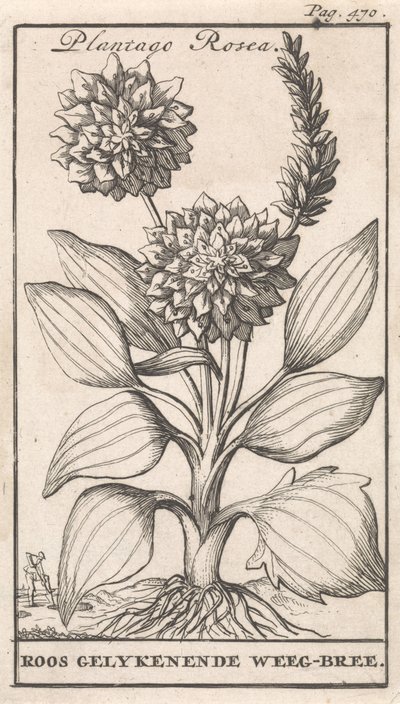 Titelside og otte tryk med blomster Weegbree Plantago Rosea / Roos ligeenende Weeg-bree (titel på objekt) af Caspar Luyken