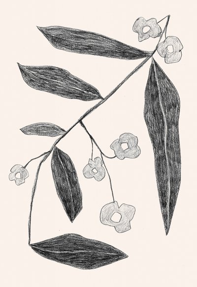 Botanisk tegning af en gren af Catalina Somolinos