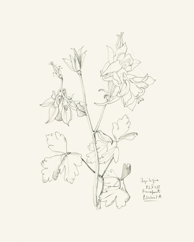 Tegning af en botanisk akeleje af Catalina Somolinos