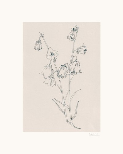 Tegning af sarte klokkeblomster af Catalina Somolinos