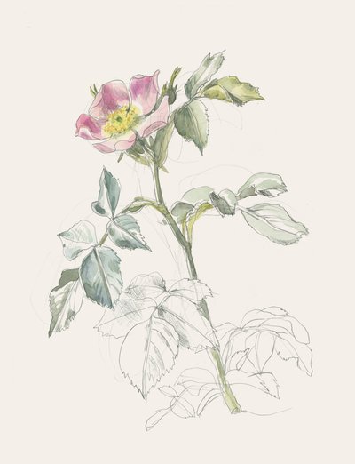 Delikat lyserød vildrose af Catalina Somolinos