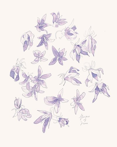 Delikate lilla blomster af Catalina Somolinos
