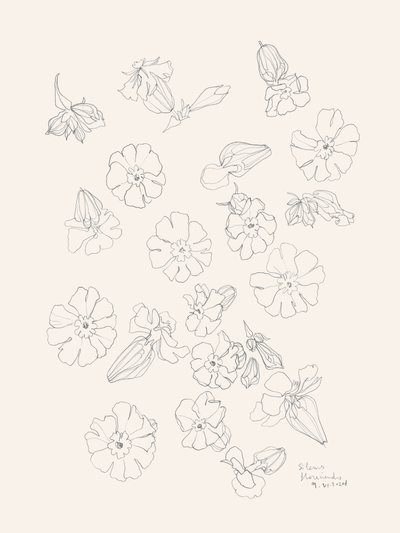 Elegante blomstertegninger af Catalina Somolinos