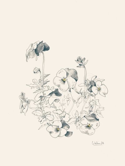 Botanisk skitse af en stedmoderblomst af Catalina Somolinos