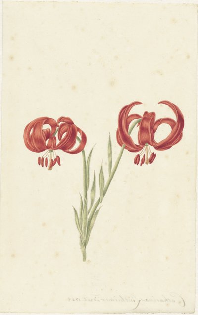 Rød lilje af Catharina Lintheimer