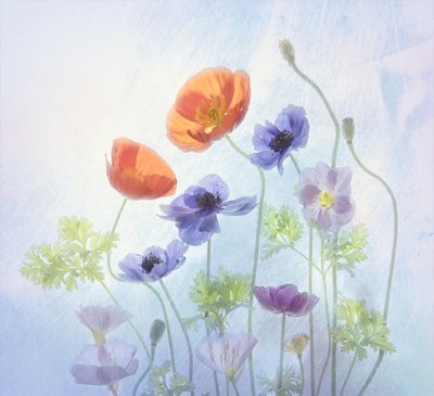 Farverige, æteriske blomster af Catherine Wang