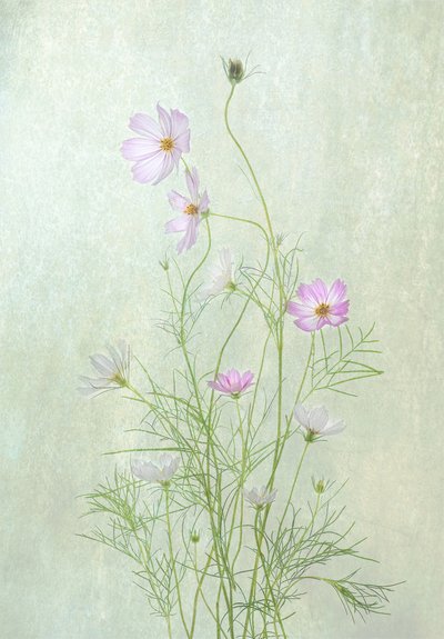 Fint blomstrende kosmos af Catherine Wang