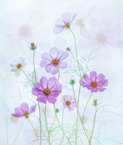 Drømmende lyserøde kosmosblomster af Catherine Wang