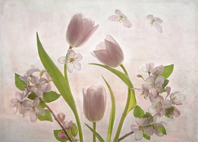 Bløde lyserøde tulipanblomster af Catherine Wang