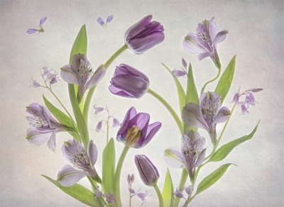 Bløde lilla blomster af Catherine Wang
