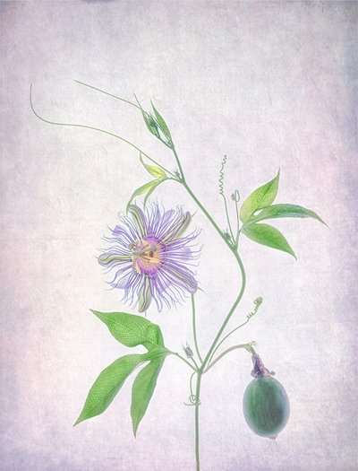 Livlig passionsblomst af Catherine Wang