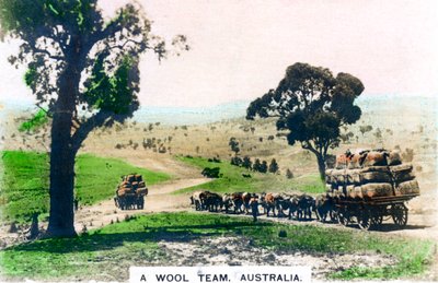 Et uldhold, Australien, c1920