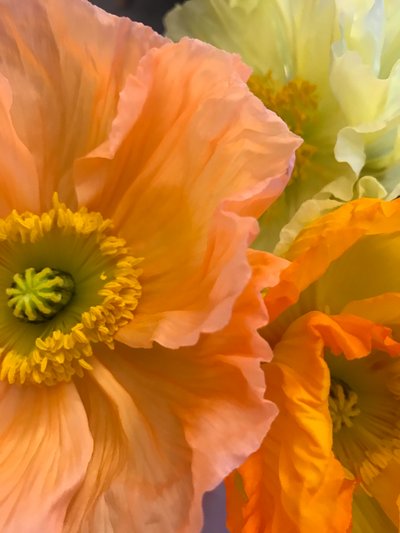 Komposition - Blomster, 2019 (foto) af Cécile Jamet